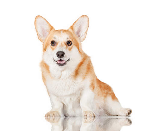 Un jeune pembroke welsh corgi en bonne santé, assis, attendant un peu d'attention