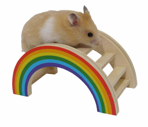 Les hamsters adorent grimper sur le pont de jeu arc-en-ciel