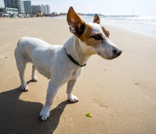 Un jack russell terrier se relaxant sur la plage, montrant ses belles grandes oreilles