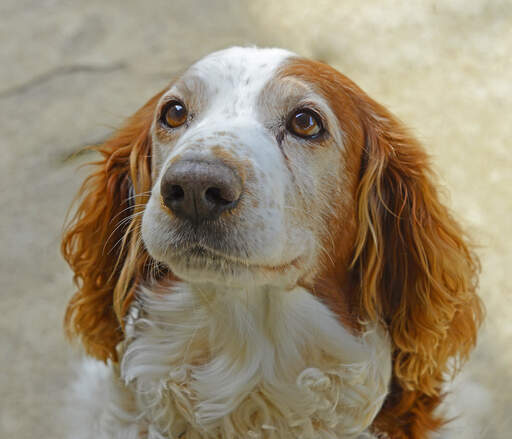 Un épagneul springer gallois attentif, attendant un peu d'attention