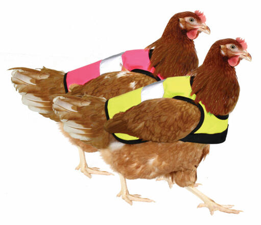 Recevoir une veste de poulet à haute visibilité de chaque couleur.