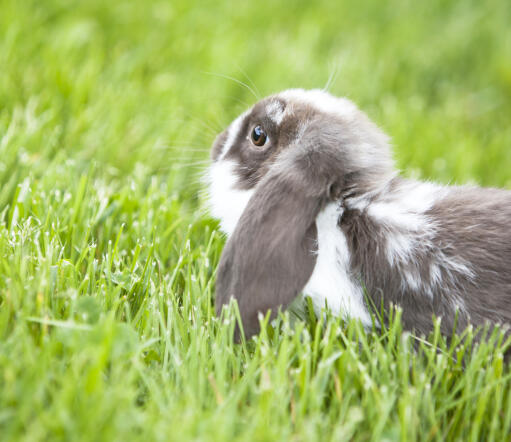 Les incroyables grandes oreilles d'un mini-lop rabbut