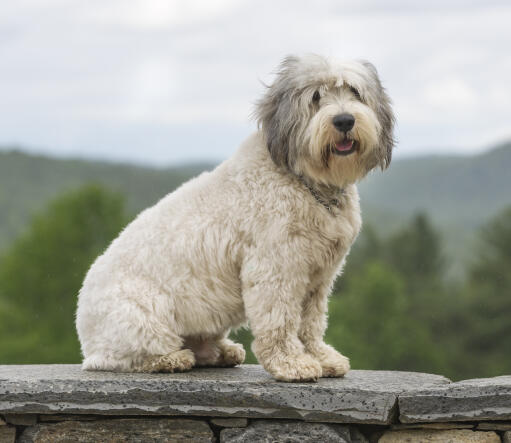 Un jeune chien de berger polonais de plaine avec un magnifique poil court et épais