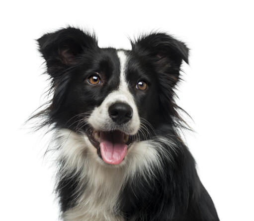 Un gros plan des oreilles pointues caractéristiques du border collie