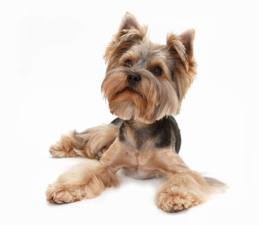 Un jeune yorkshire terrier en bonne santé au corps taillé comme un chiot