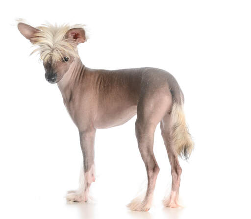 An adult chinese crested with stylish white hair and feet