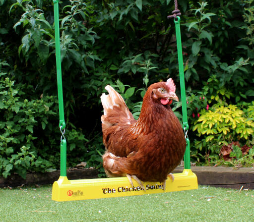 Un éventail de noix de gingembre assis sur la balançoire à poules