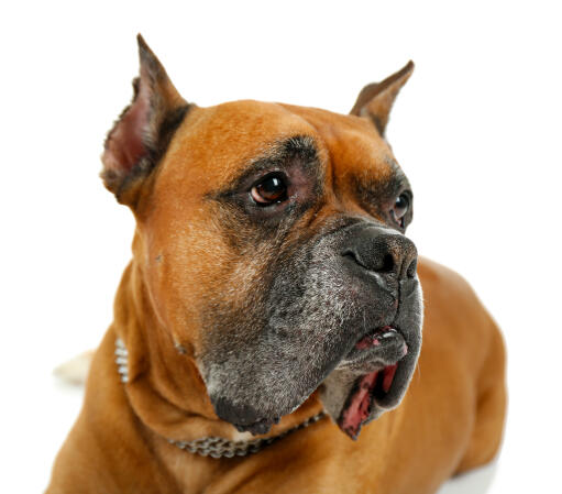 Gros plan sur un beau chien boxer aux lèvres souples et aux oreilles pointues.