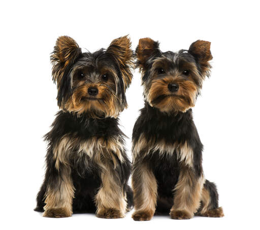 Deux yorkshire terriers adultes au pelage foncé et en bonne santé