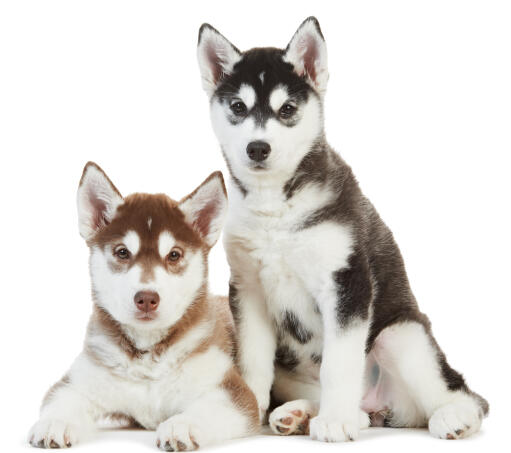 Deux chiots malamutes d'alaska, très heureux en compagnie l'un de l'autre