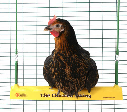 Un Miss pepperpot perché sur la balançoire à poules