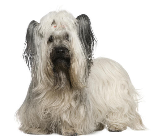 Un skye terrier avec un beau pelage blanc et doux