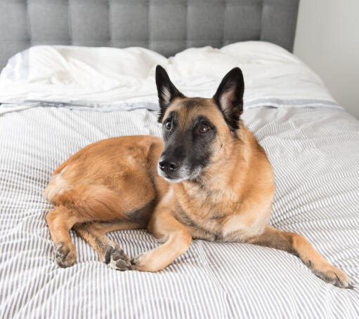 Un malinois belge adulte en bonne santé, confortablement allongé sur le lit de son propriétaire