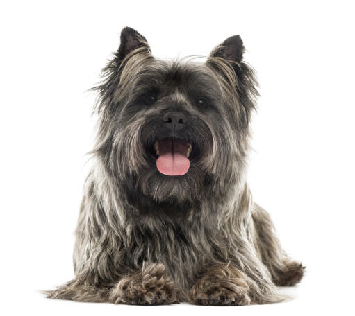 Un cairn terrier adulte avec un poil long magnifiquement entretenu