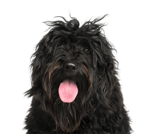 Le visage loyal d'un chien d'eau portugais avec une coiffure débraillée