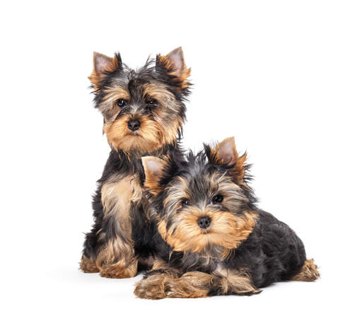 Deux jeunes yorkshire terriers noirs et bruns qui s'amusent ensemble