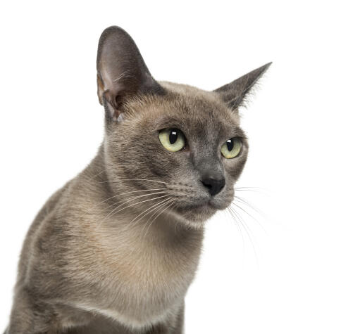 Un jeune chat tonkinois avec ses yeux verts brillants