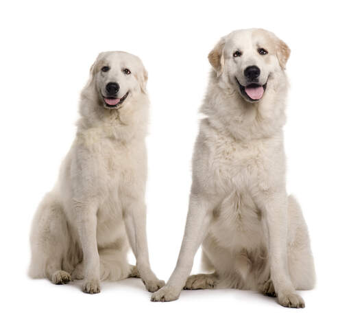 Deux beaux chiens de montagne pyrénéens, grands, assis bien ensemble