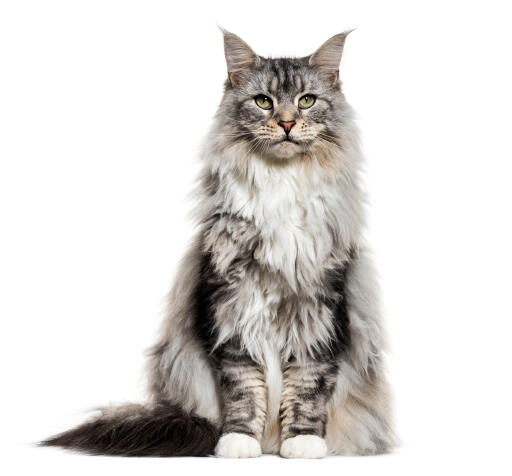 Beau chat maine coon assis sur un fond blanc