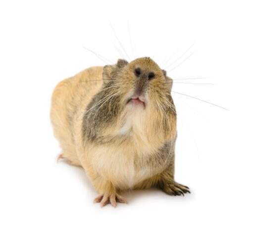 Un cochon d'inde aGouti montrant son magnifique petit nez et sa bouche