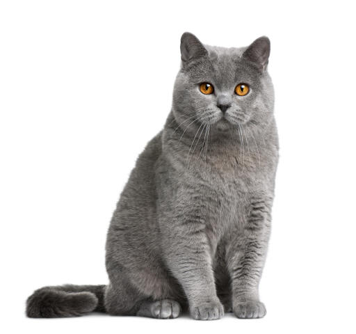 Chat british shorthair assis sur un fond blanc