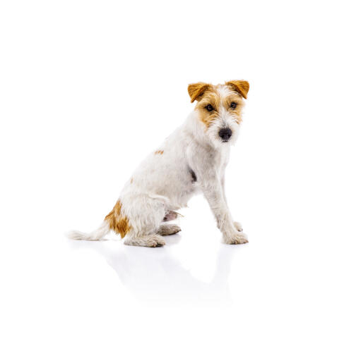 Un parson russell terrier bien assis, montrant sa magnifique fourrure de poil dur