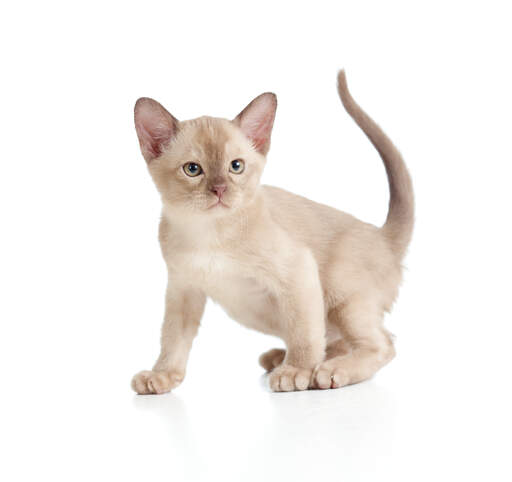 Un chaton birman lilas aux yeux couleur sable