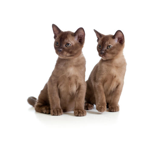 Deux GorGeous chocolate burmese kittens sitting together