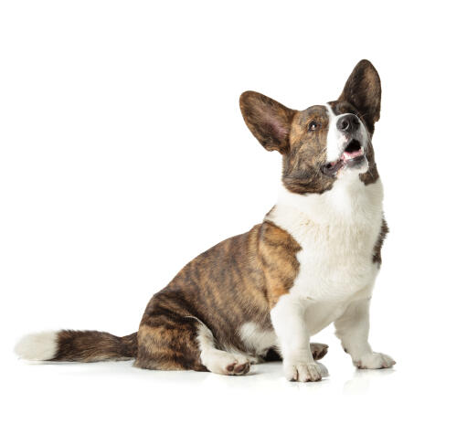 Un corgi gallois cardigan adulte avec un beau pelage brun et blanc