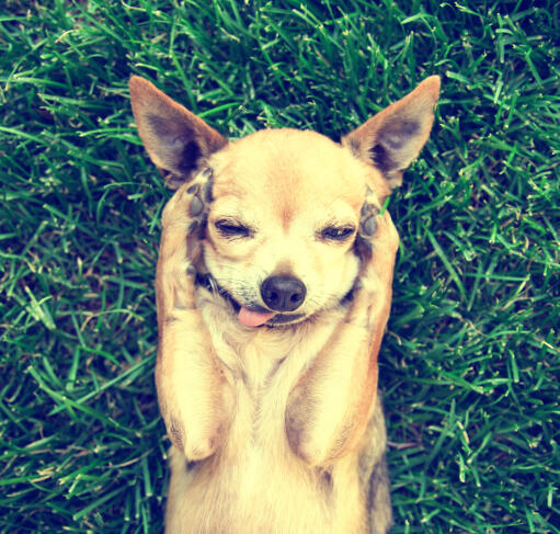 Un adorable petit chihuahua, qui se gratte la tête dans l'herbe.