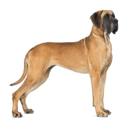 Un magnifique dogue allemand se tenant droit, montrant son incroyable corps grand et musclé.