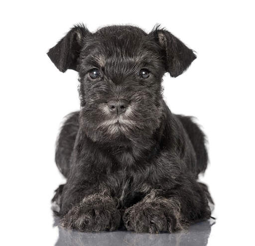 Un adorable petit chiot schnauzer miniature couché très proprement, pattes jointes