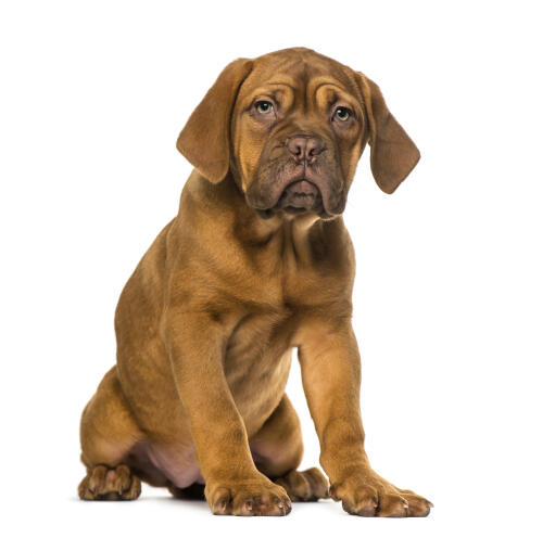 Un petit chiot dogue de bordeaux assis délicatement sur le sol