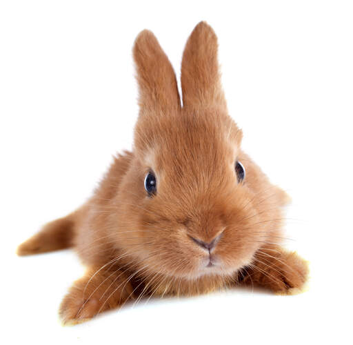 Un beau jeune fauve de bourGogne lapin au repos