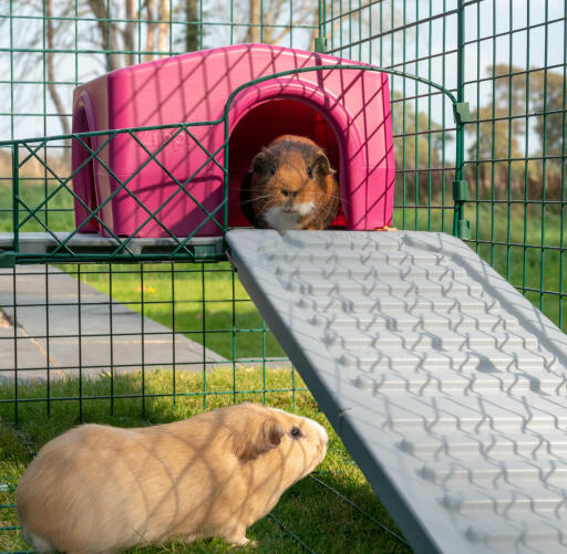 Omlet Zippi parc pour cochons d'inde avec Zippi plateformes, abri violet Zippi et cochons d'inde