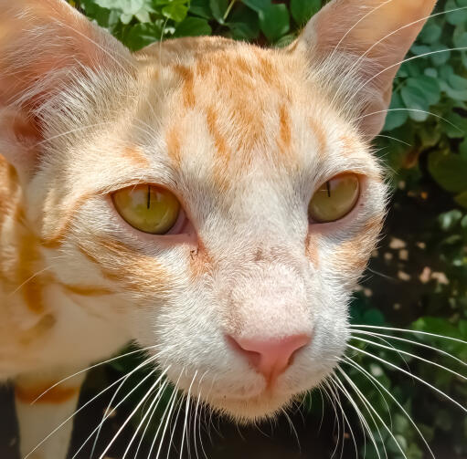 Gros plan du visage d'un chat roux arabe mauve