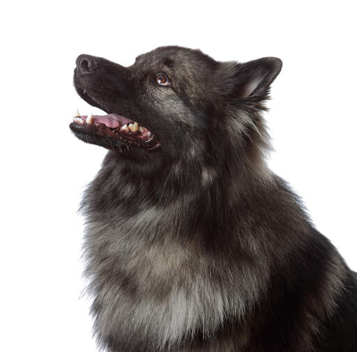 Un jeune keeshond mâle étonnant qui attend un ordre de son propriétaire