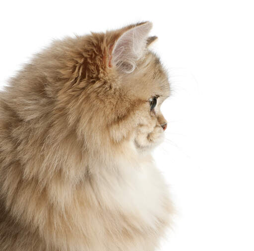 Une vue de profil d'un british longhair avec une crinière de cheveux