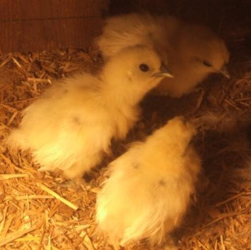 Poules en soie