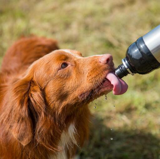 Chien léchant l'eau de ses longues pattes bouteille d'eau pour animaux domestiques argentée