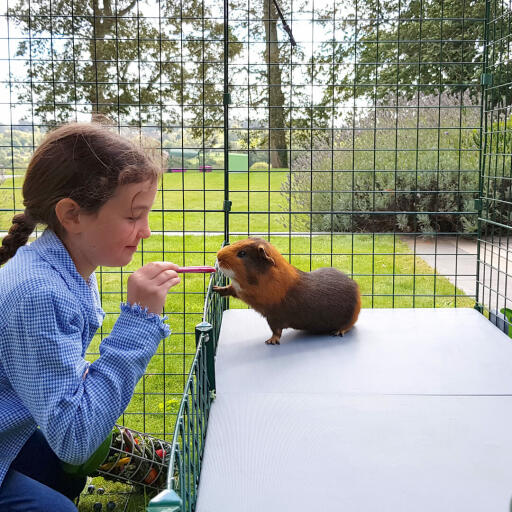 Fille donnant une friandise à un cochon d'inde à l'intérieur Omlet Zippi parc pour cochon d'inde avec Zippi plateformes