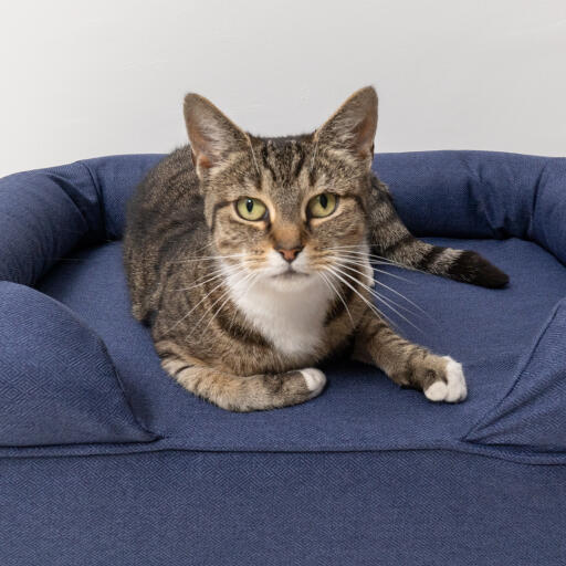 Chat assis sur un lit pour chat en mousse à mémoire de forme de couleur bleu nuit