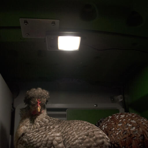 Poules dans Eglu Cube grand poulailler et parcours avec lumière du poulailler allumée