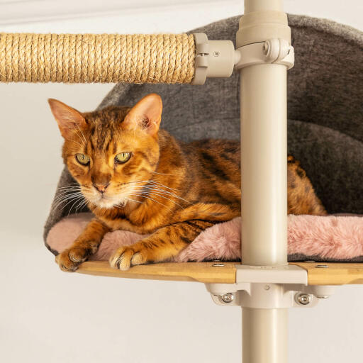 Chat assis dans la tanière grise et confortable de Freestyle arbre à chat d'intérieur allant du sol au plafond