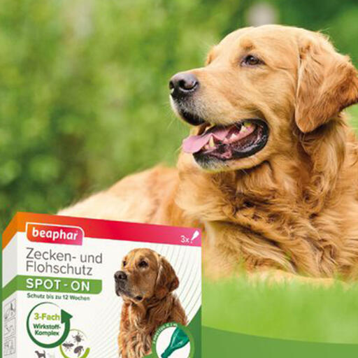 Beaphartick & flea protection spot-on 3x2ml pour grands chiens (à partir de 15 kg)