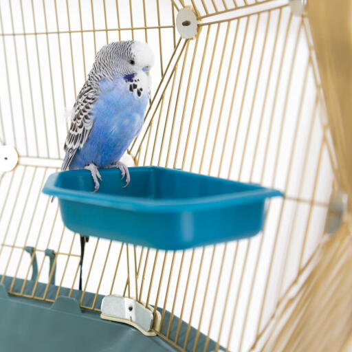 Perruche dans bain d'oiseau dans Geo cage d'oiseau avec Gold cage et base sarcelle