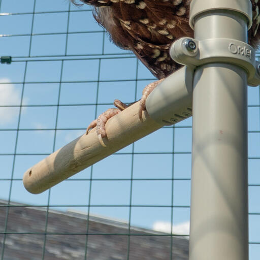 Close up of chicken sitting on perch of Poletree customisable chicken tree in Omlet walk in chicken run