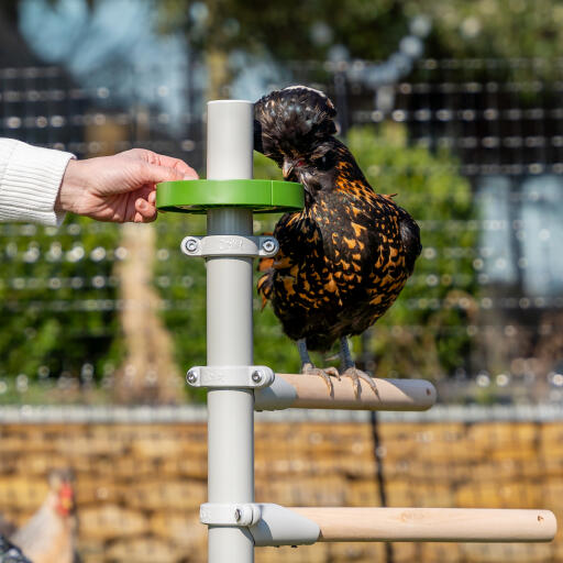 Nourrir les poulets sur un arbre à poulets autoportant