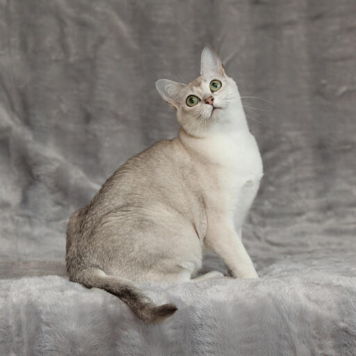Un beau chat asian burmilla au pelage argenté