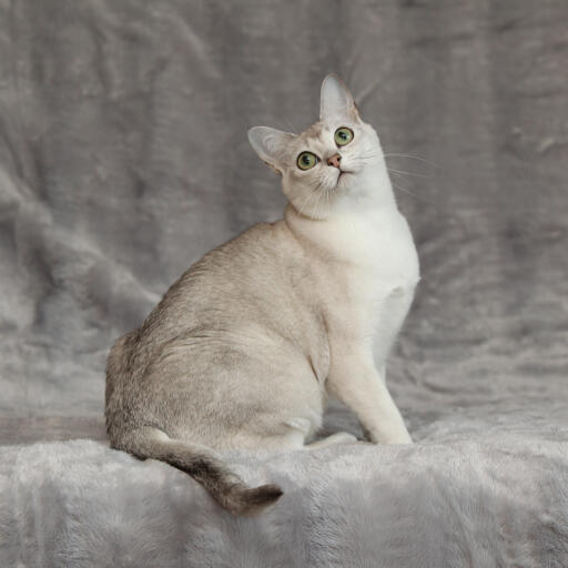 Un beau chat asian burmilla au pelage argenté Un beau chat asian burmilla au pelage argenté
